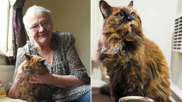 Самая старая кошка в мире умерла в возрасте 33 лет