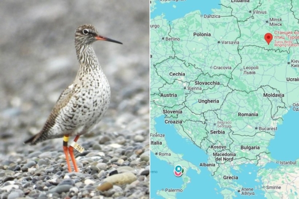 В Италии заметили птицу, окольцованную в Беларуси